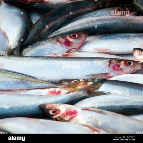 Herrings/Eban-Box