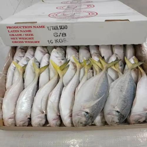 Yellow Tail/Opaa-Box