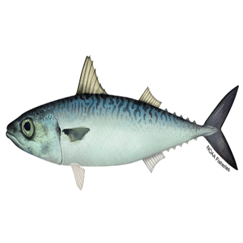 Mackerel - Single