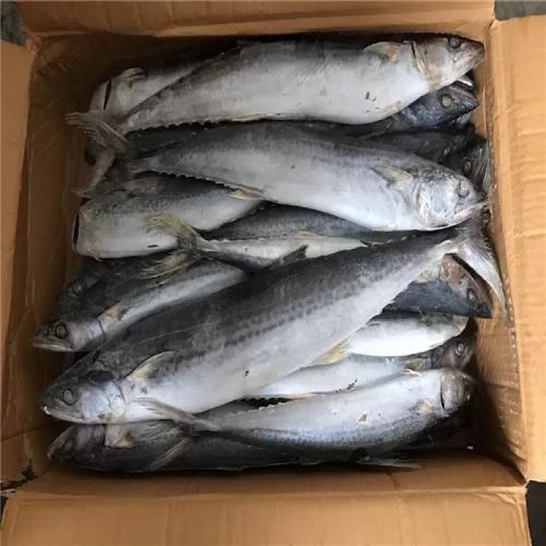 Mackerel - Box
